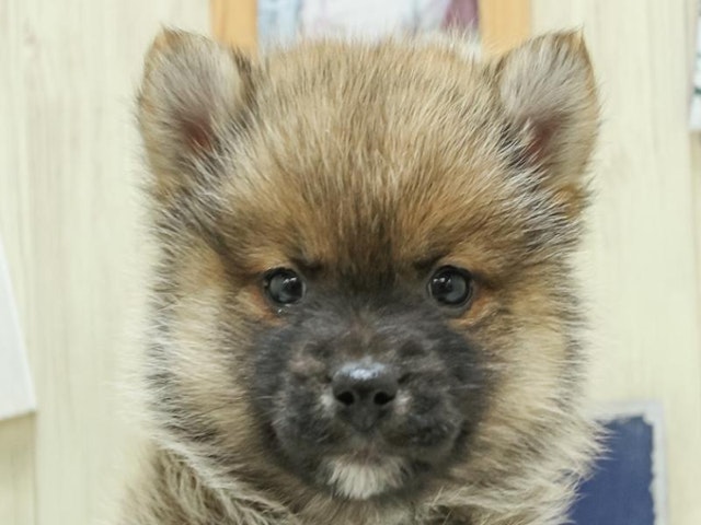 長野県のハーフ犬 (ペッツワン塩尻店/2024年1月20日生まれ/男の子/オレンジ)の子犬